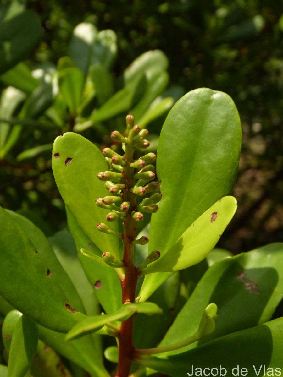 Lumnitzera littorea (Jack) Voigt